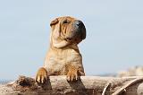 SHAR-PEI 322